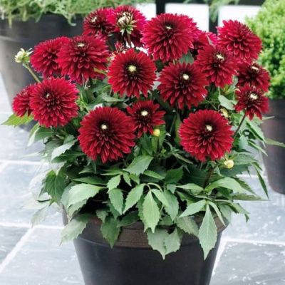 Георгина Фриволес Глоу Георгина Фриволес Глоу фото