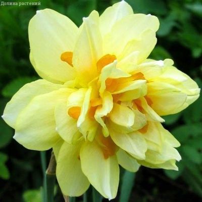 Нарцисс Техас Нарцисс Техас фото