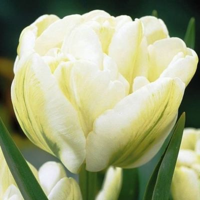 Тюльпан Ап Уайт фото