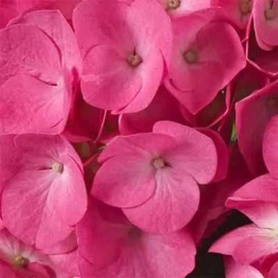 Гортензия крупнолистная Джип Пинк Гортензия крупнолистная Джип Пинк - Dolina-Sad.Ru