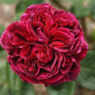 Роза Алфалоп Роза Алфалоп - Dolina-Sad.Ru