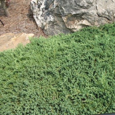 Можжевельник лежачий Нана фото