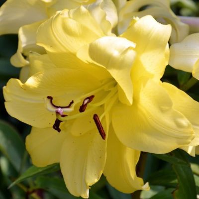 Лилия Экзотик Сан 2 шт. Лилия Экзотик Сан 2 шт. фото