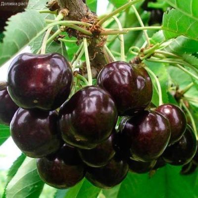 Черешня Ипуть фото