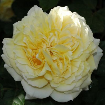 Роза Жоэль Маруани - Dolina-Sad.Ru