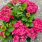 Гортензия крупнолистная Фрэнси Хот Пинк Гортензия крупнолистная Фрэнси Хот Пинк - Dolina-Sad.Ru
