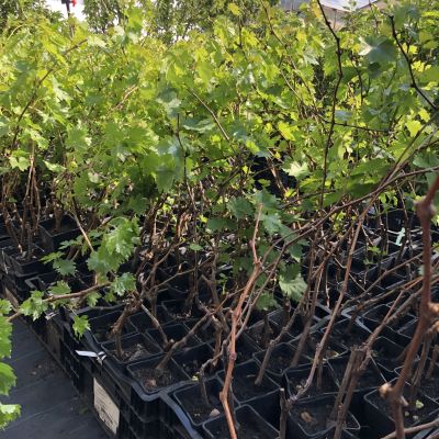 Виноград Румба Виноград Румба фото