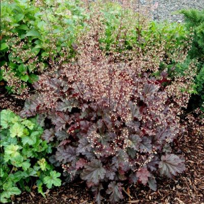 Гейхера Сторми Сиаз Гейхера Сторми Сиаз - Dolina-Sad.Ru