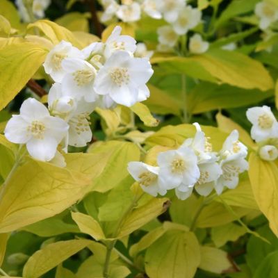 Жасмин венечный Ауреус фото