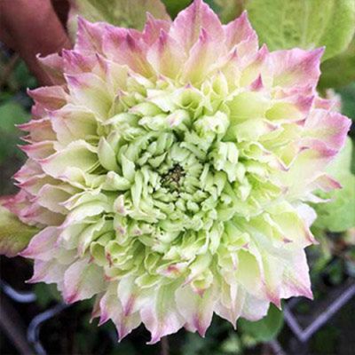 Клематис Мидори Клематис Мидори фото