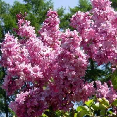 Сирень Колифорния Роуз Сирень Колифорния Роуз - Dolina-Sad.Ru