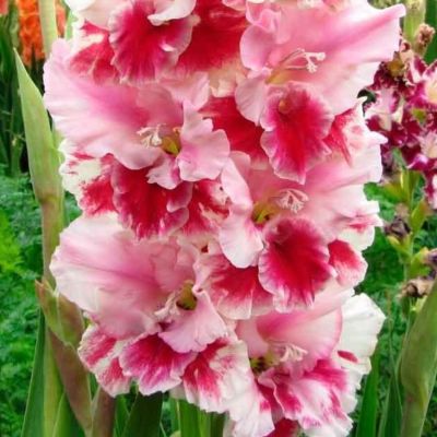 Гладиолус Дрими Крими - Dolina-Sad.Ru