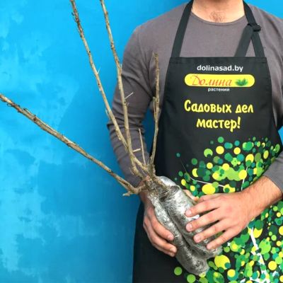 Смородина Красная Ненаглядная Смородина Красная Ненаглядная фото