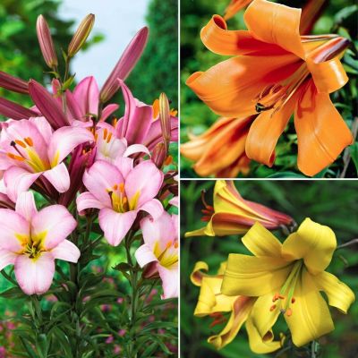 Комплект трубчатых лилий Услада Комплект трубчатых лилий Услада - Dolina-Sad.Ru