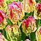 Тюльпан Веберс Пэррот Тюльпан Веберс Пэррот фото