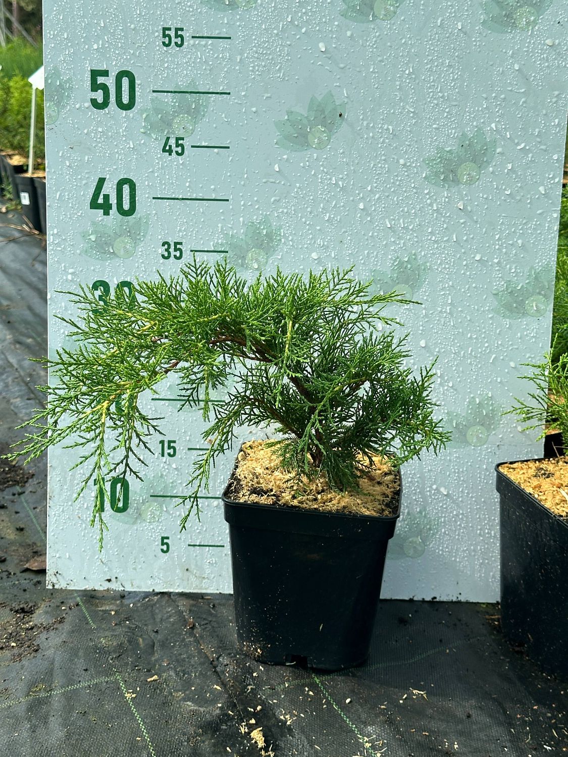 Можжевельник средний Пфитцериана Ауреа, С3 Можжевельник средний Пфитцериана Ауреа, С3 - Dolina-Sad.Ru