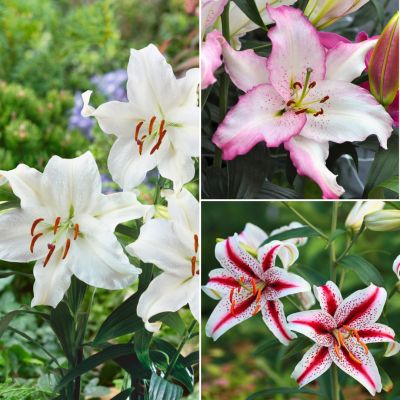 Микс лилий Океания Микс лилий Океания - Dolina-Sad.Ru