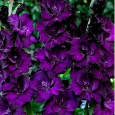 Гладиолус Момбасса Гладиолус Момбасса фото