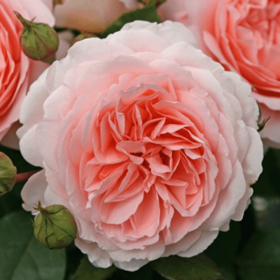 Роза Мерхенцаубер фото