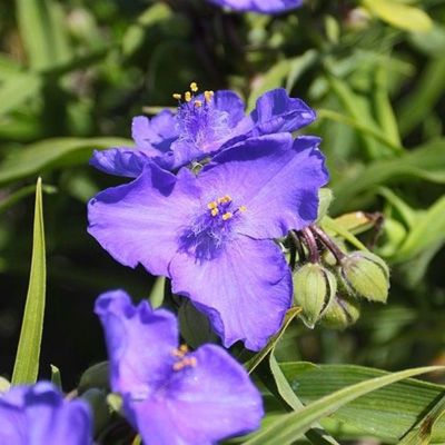 Традесканция Андерсона Барбел Традесканция Андерсона Барбел - Dolina-Sad.Ru