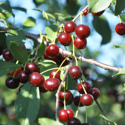 Вишня Заря Положья Вишня Заря Положья - Dolina-Sad.Ru
