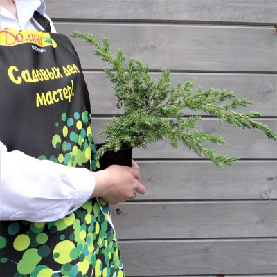 Можжевельник чешуйчатый Хуннеторп, С3 Можжевельник чешуйчатый Хуннеторп, С3 - Dolina-Sad.Ru