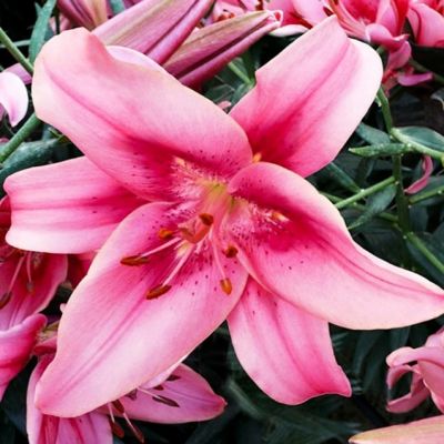 Лилия Чайлд Ин Тайм Лилия Чайлд Ин Тайм - Dolina-Sad.Ru