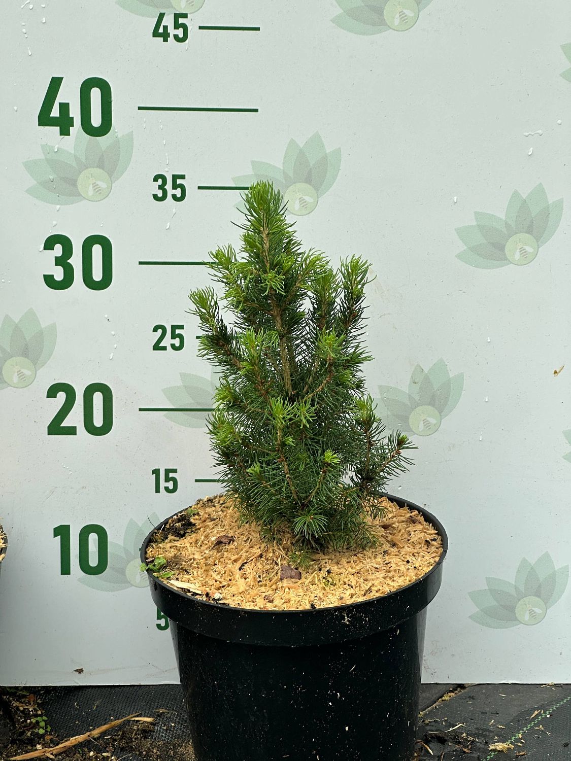 Ель канадская Дейзи Уайт, С3 - Dolina-Sad.Ru