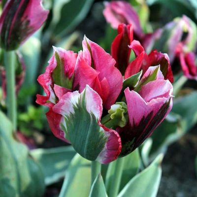 Тюльпан Эсперанто фото