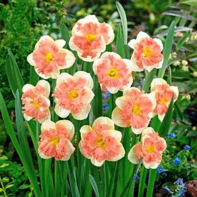 Нарцисс Ванилла Пич Нарцисс Ванилла Пич фото