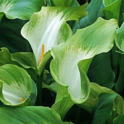 Калла Грин Годисс Калла Грин Годисс фото