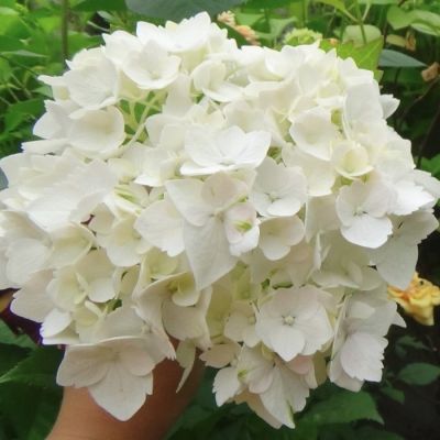 Гортензия крупнолистная Фест Уайт - Dolina-Sad.Ru