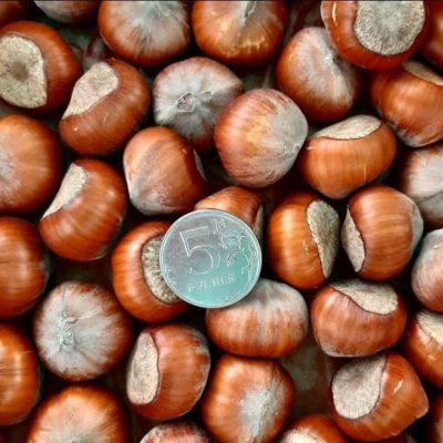 Фундук Трапезунд Фундук Трапезунд - Dolina-Sad.Ru