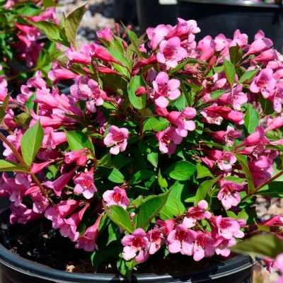 Вейгела Минуэт, С3 - Dolina-Sad.Ru