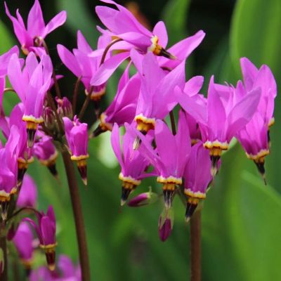 Додекатеон обыкновенный Додекатеон обыкновенный - Dolina-Sad.Ru