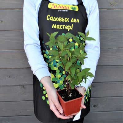 Зверобой жимолостелистный Элстид Зверобой жимолостелистный Элстид фото