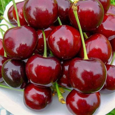 Черешня Ревеншон - Dolina-Sad.Ru