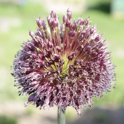 Аллиум Форлок Аллиум Форлок фото