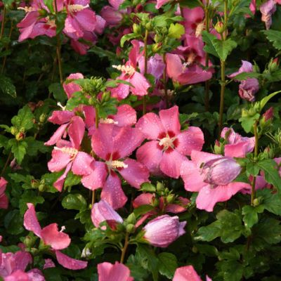 Гибискус сирийский Флоги Гибискус сирийский Флоги - Dolina-Sad.Ru