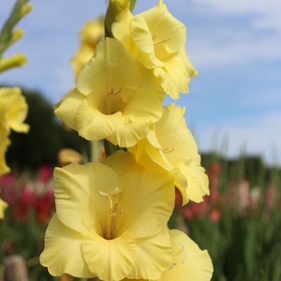 Гладиолус Бананарама Гладиолус Бананарама - Dolina-Sad.Ru