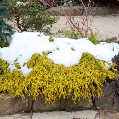 Кипарисовик горохоплодный Филифера Ауреа Кипарисовик горохоплодный Филифера Ауреа - Dolina-Sad.Ru