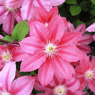 Клематис Литтл Мэрмэйд Клематис Литтл Мэрмэйд фото