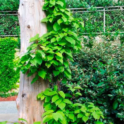 Актинидия аргута Думбартон Оукс Актинидия аргута Думбартон Оукс - Dolina-Sad.Ru