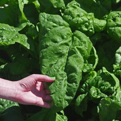 Шпинат Матадор Шпинат Матадор фото