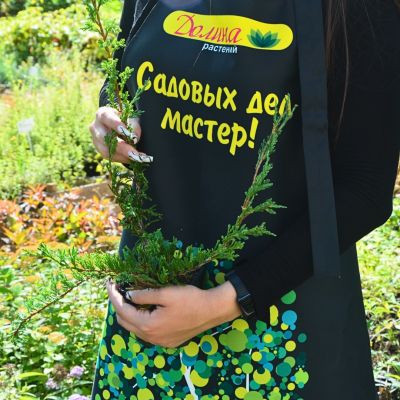 Можжевельник горизонтальный Прострата Можжевельник горизонтальный Прострата - Dolina-Sad.Ru