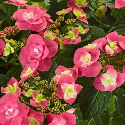 Гортензия крупнолистная Флейм Хот Пинк, С2 Гортензия крупнолистная Флейм Хот Пинк, С2 - Dolina-Sad.Ru