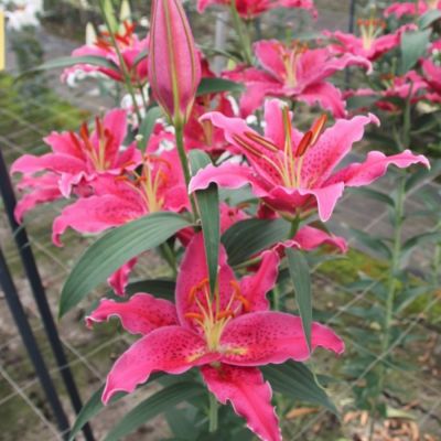 Лилия Гомера Лилия Гомера - Dolina-Sad.Ru