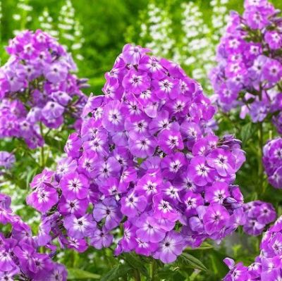 Флокс метельчатый Голиаф Флокс метельчатый Голиаф - Dolina-Sad.Ru