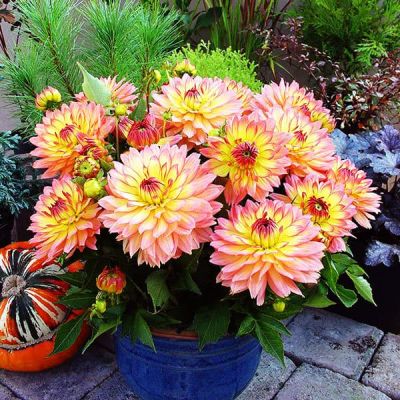 Георгина Гэллери Пабло Георгина Гэллери Пабло фото