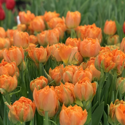 Тюльпан Орка - Dolina-Sad.Ru